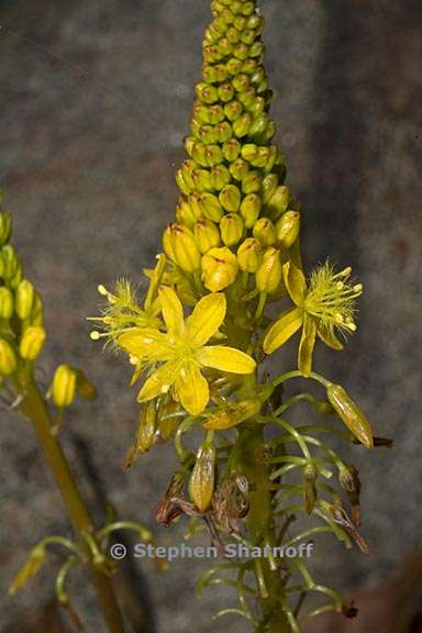 bulbine latifolia 4 graphic